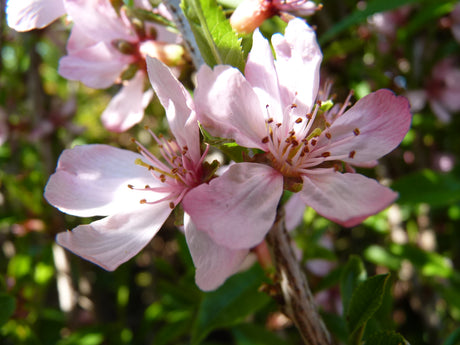 Prunus tenella , erhältlich von 40-60 bis 175-200 cm;;ab 24,60 Euro
