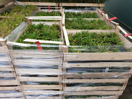 Pfirsichblättrige Garten-Glockenblume; vorbereitet für Versand; winterhart; Einsatzmöglichkeit z.B. : Rabatten;;hier kaufen