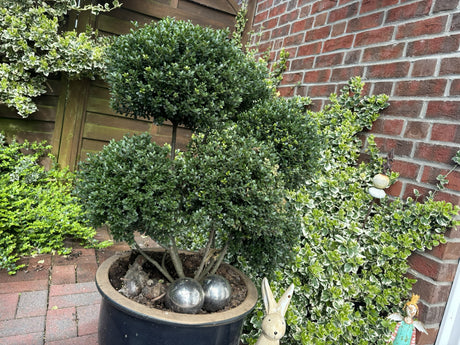 Wurzeln flach; nahrungsquelle für Vögel;;günstig mit Qualität