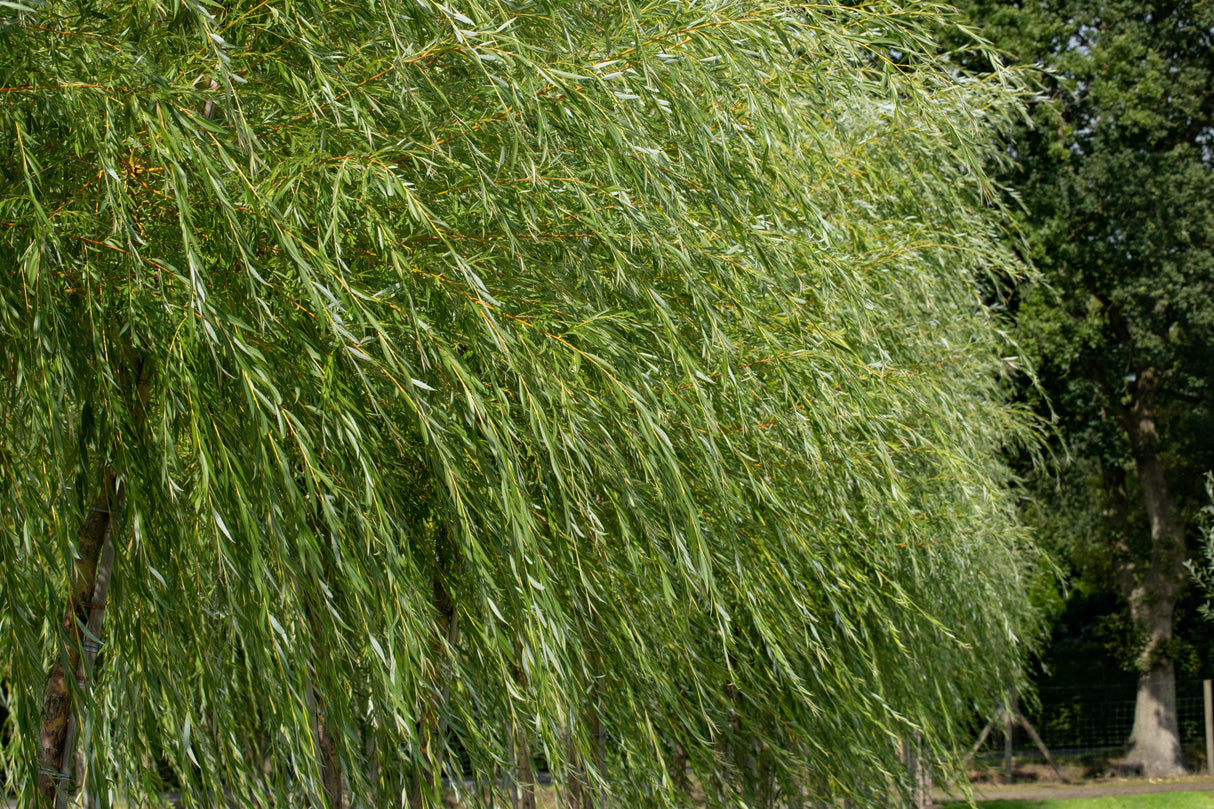 Salix viminalis mit Sommerbelaubung, erhältlich von 50-80 bis 100-150 cm; Einsatz: ;;ab 1,54 Euro