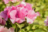 Hydrangea macrophylla 'Teller Rose'; hier mit Blüte; schöne Blüte; Einsatzmöglichkeit z.B. : Einzelstellung; verfügbar in 2 Größen und Varianten;;ab 76,50 Euro