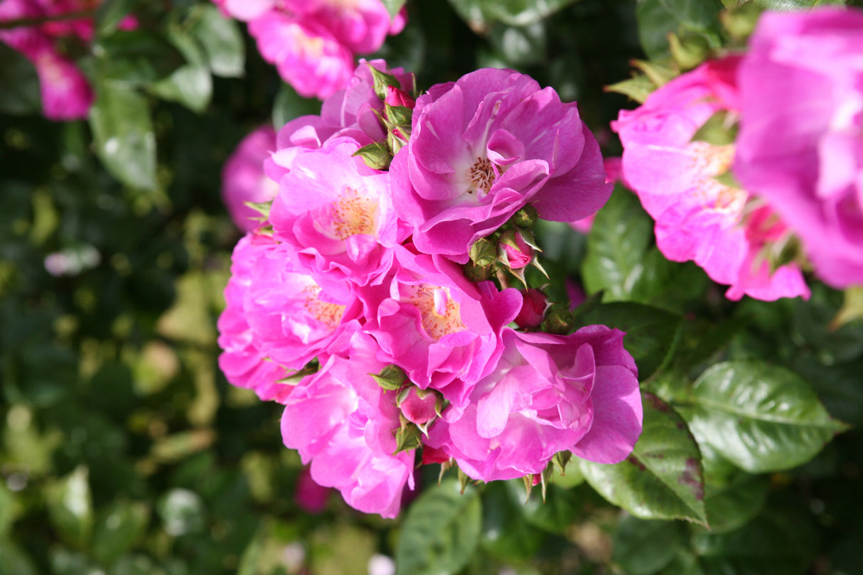 Rosa 'Global Water' STR mit Blüte; Einsatz: ;;ab 9,50 Euro