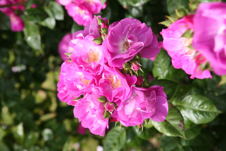Rosa 'Global Water' STR mit Blüte; Einsatz: ;;ab 9,50 Euro