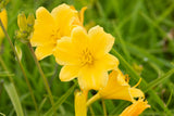 Hemerocallis x cult. 'Stella de Oro'; lange Blütezeit;;ab 0,00 Euro