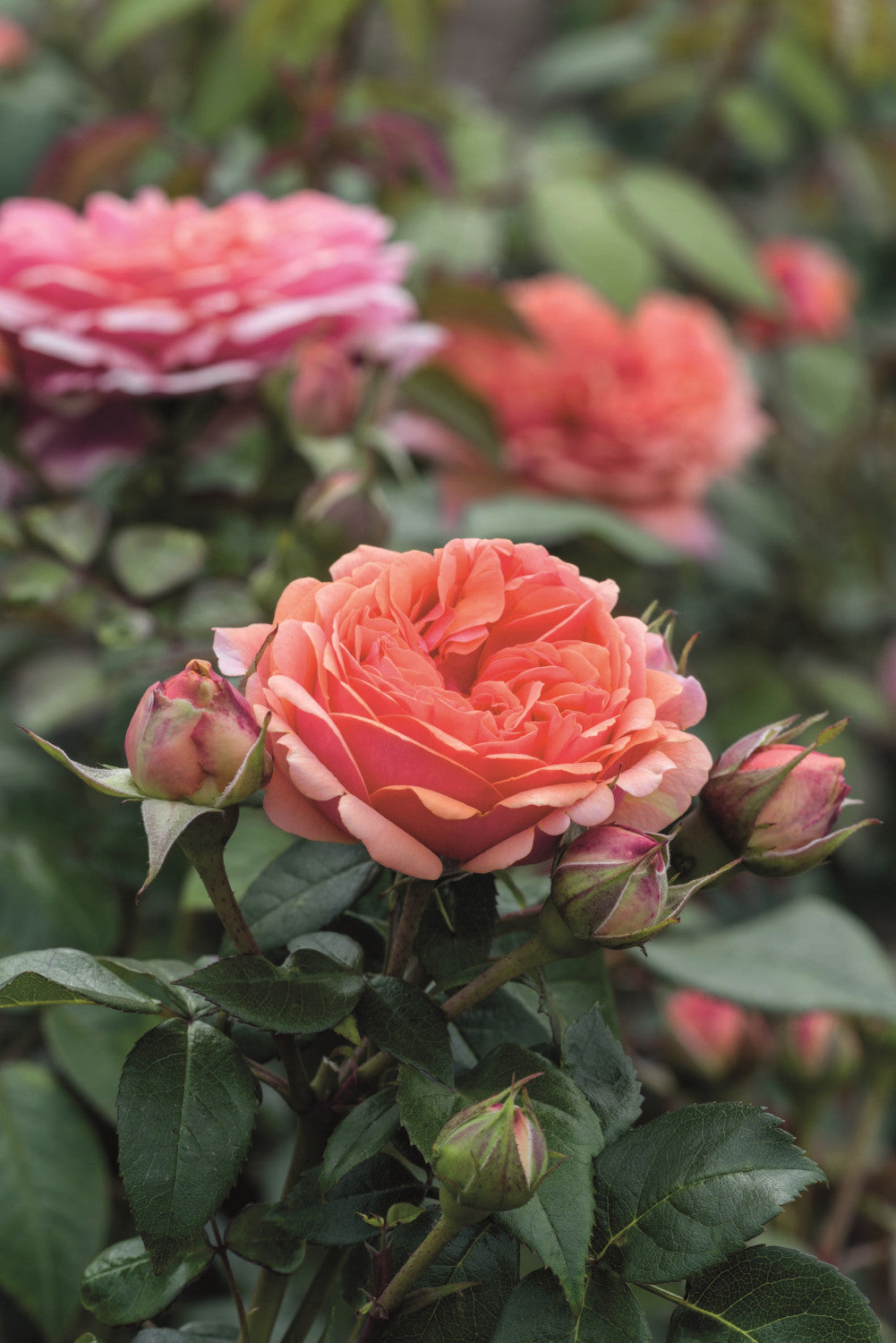 Rosa 'Chippendale' TH mit Blüte; Einsatz: ;;ab 10,90 Euro