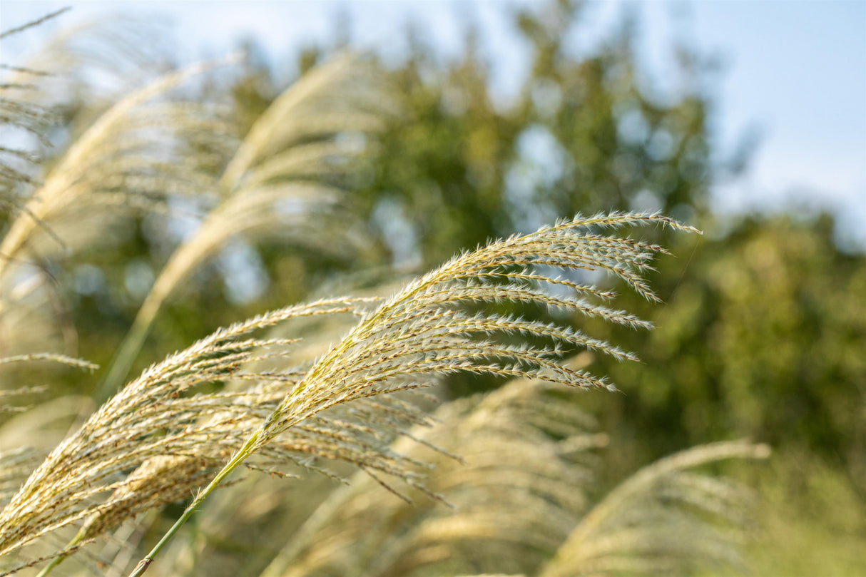 Miscanthus sinensis 'Kleine Fontäne' mit Blüte; Einsatz: ;;ab 4,95 Euro
