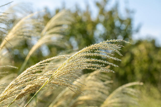 Miscanthus sinensis 'Kleine Fontäne' mit Blüte; Einsatz: ;;ab 4,95 Euro