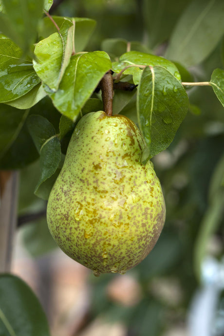 Pyrus com. 'Williams Christbirne' mit Früchten, erhältlich von 150-200 bis 450-650 cm; Einsatz: ;;ab 38,50 Euro