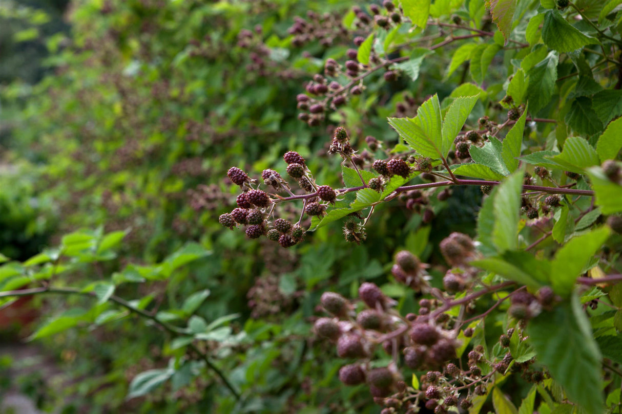 Rubus frut. 'Chester Thornless' mit Früchten; Einsatz: ;;ab 16,90 Euro