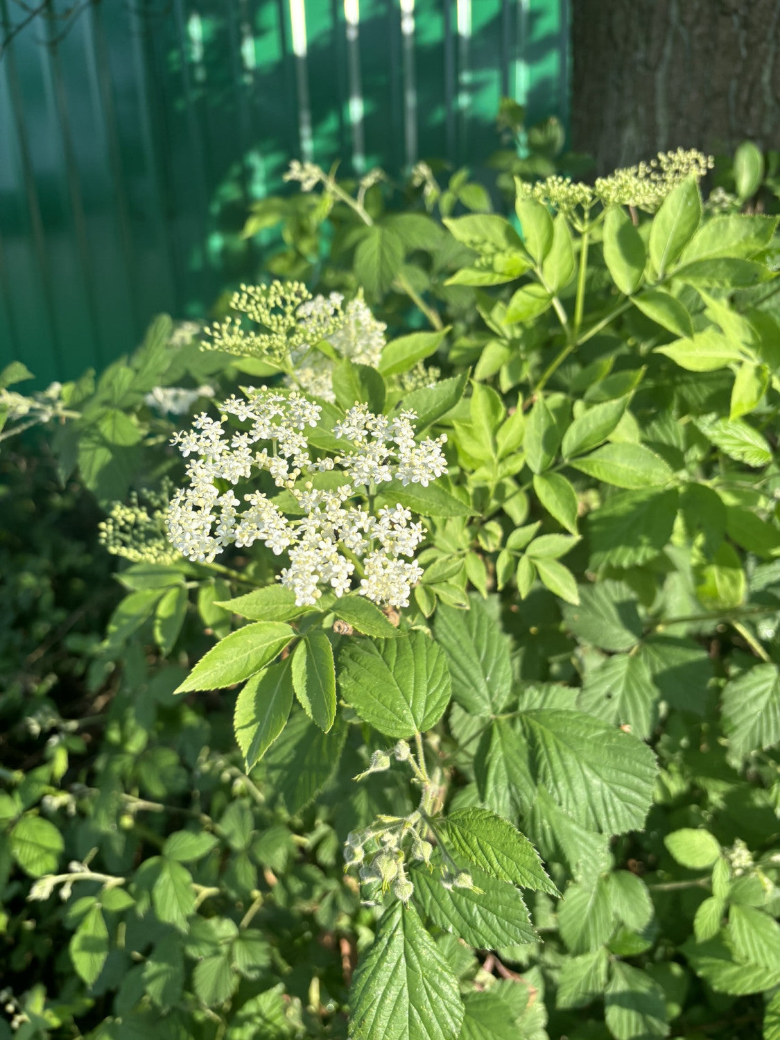 Gefüllter Sternchenstrauch mit Blüte, verfügbar in 11 Größen und Varianten; Einsatz: Gartenwinterhart;;hier kaufen
