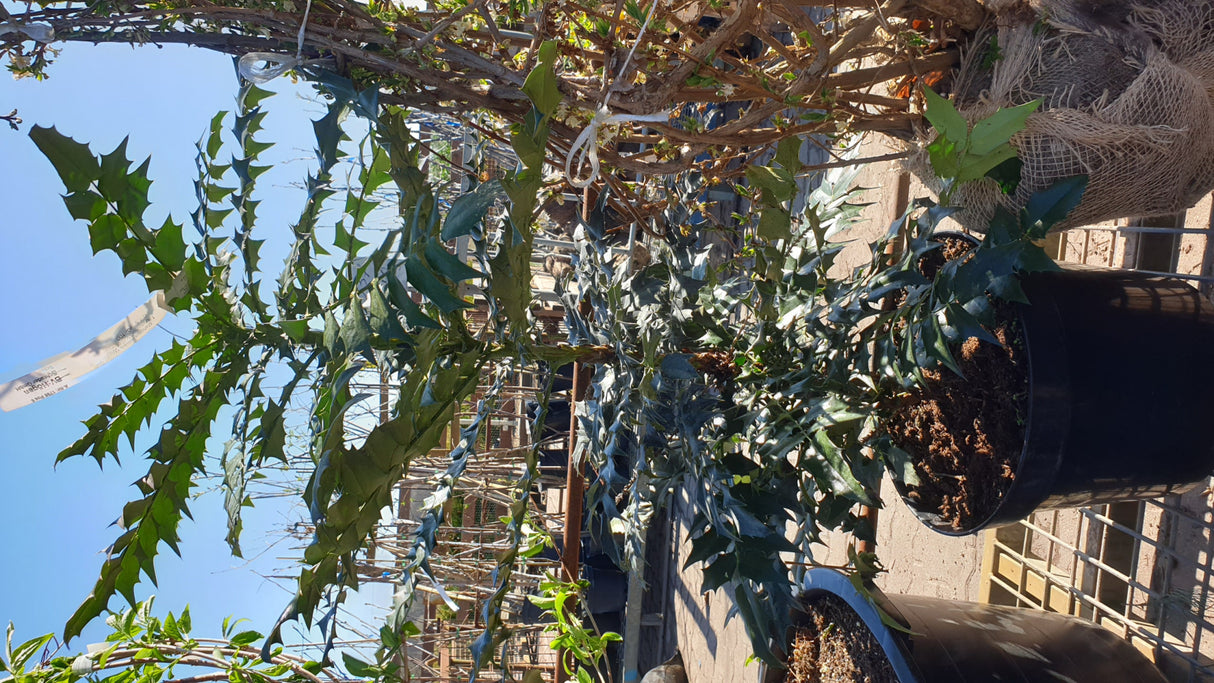 Oregon-Grape im Topf, erhältlich als: ; Einsatz: Heckewinterhart;;günstig mit Qualität