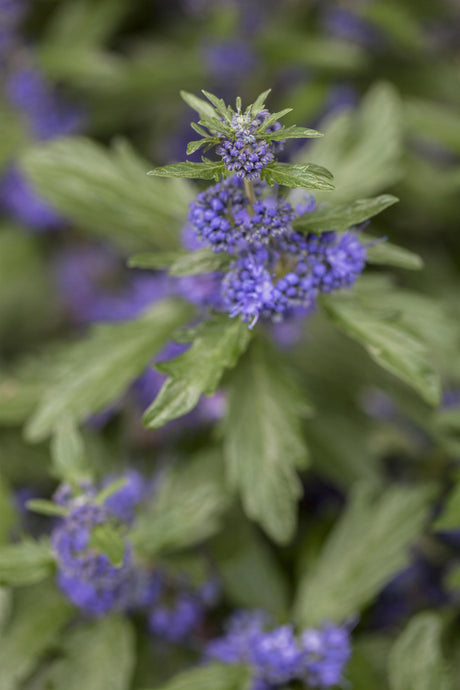 Caryopteris clandonensis 'Blue Balloon' , erhältlich von 40-60 bis 40-60 cm;;ab 14,30 Euro