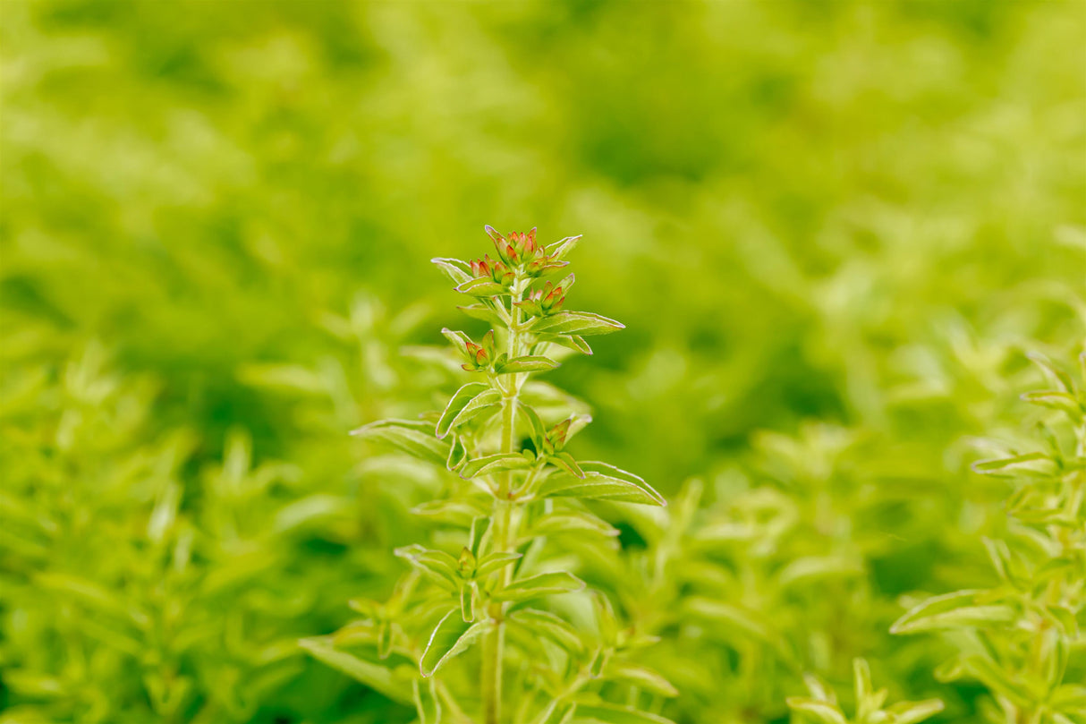 Origanum vulgare 'Compactum' mit Blüte; Einsatz: ;;ab 3,40 Euro