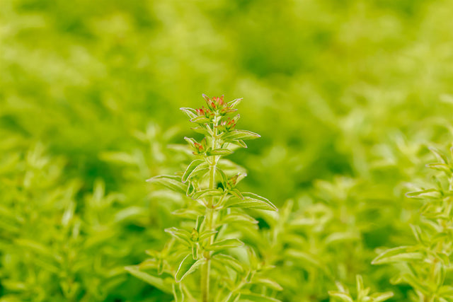 Origanum vulgare 'Compactum' mit Blüte; Einsatz: ;;ab 3,40 Euro