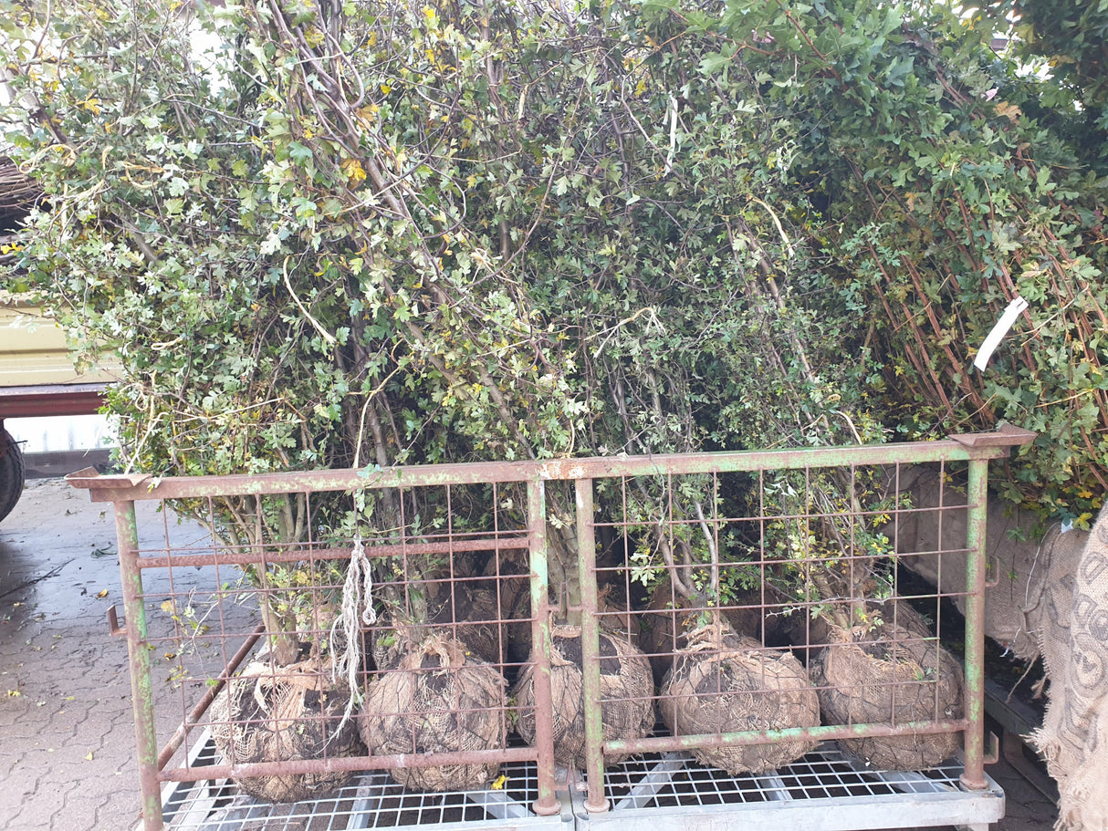 Mehldorn; hier als Ballenpflanze; winterhart; Einsatzmöglichkeit z.B. : Wildgehölz;;mit zeitnaher Lieferung