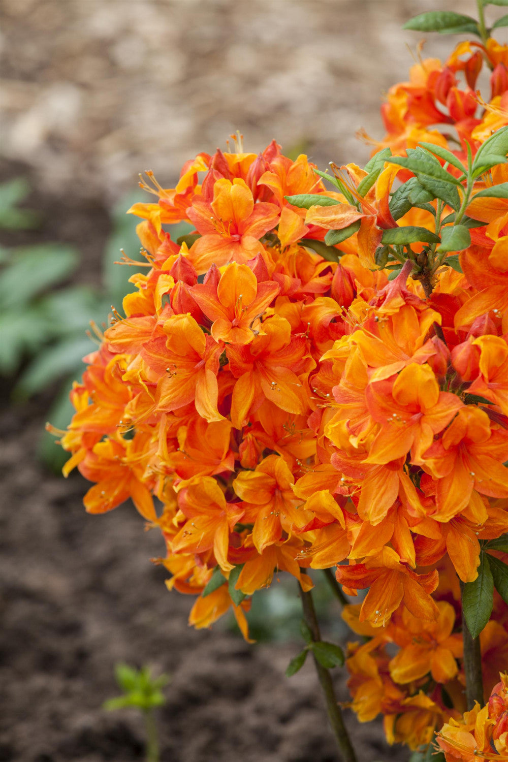 Rhododendron lut. 'Golden Eagle' mit Blüte, erhältlich von 30-40 bis 60-70 cm; Einsatz: ;;ab 27,40 Euro