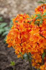 Rhododendron lut. 'Golden Eagle'; hier mit Blüte; winterhart; Einsatzmöglichkeit z.B. : Solitärpflanze; verfügbar in 3 Größen und Varianten;;ab 38,00 Euro