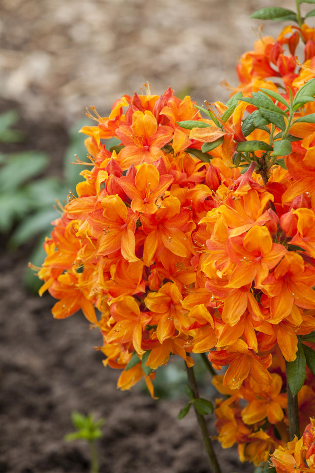 Rhododendron lut. 'Golden Eagle' mit Blüte, erhältlich von 30-40 bis 60-70 cm; Einsatz: ;;ab 27,40 Euro