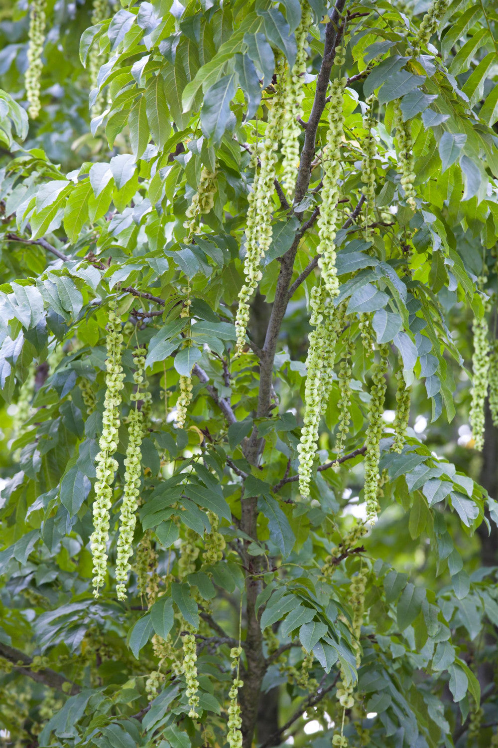 Pterocarya fraxinifolia mit Blüte, erhältlich von 270-330 bis 450-650 cm; Einsatz: ;;ab 279,00 Euro