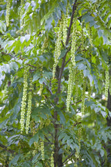 Pterocarya fraxinifolia mit Blüte, erhältlich von 270-330 bis 450-650 cm; Einsatz: ;;ab 279,00 Euro