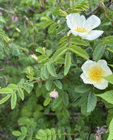 Rosa pimpinellifolia; hier mit Blüte; winterhart; Einsatzmöglichkeit z.B. : Zierstrauch; verfügbar in 8 Größen und Varianten;;ab 2,94 Euro