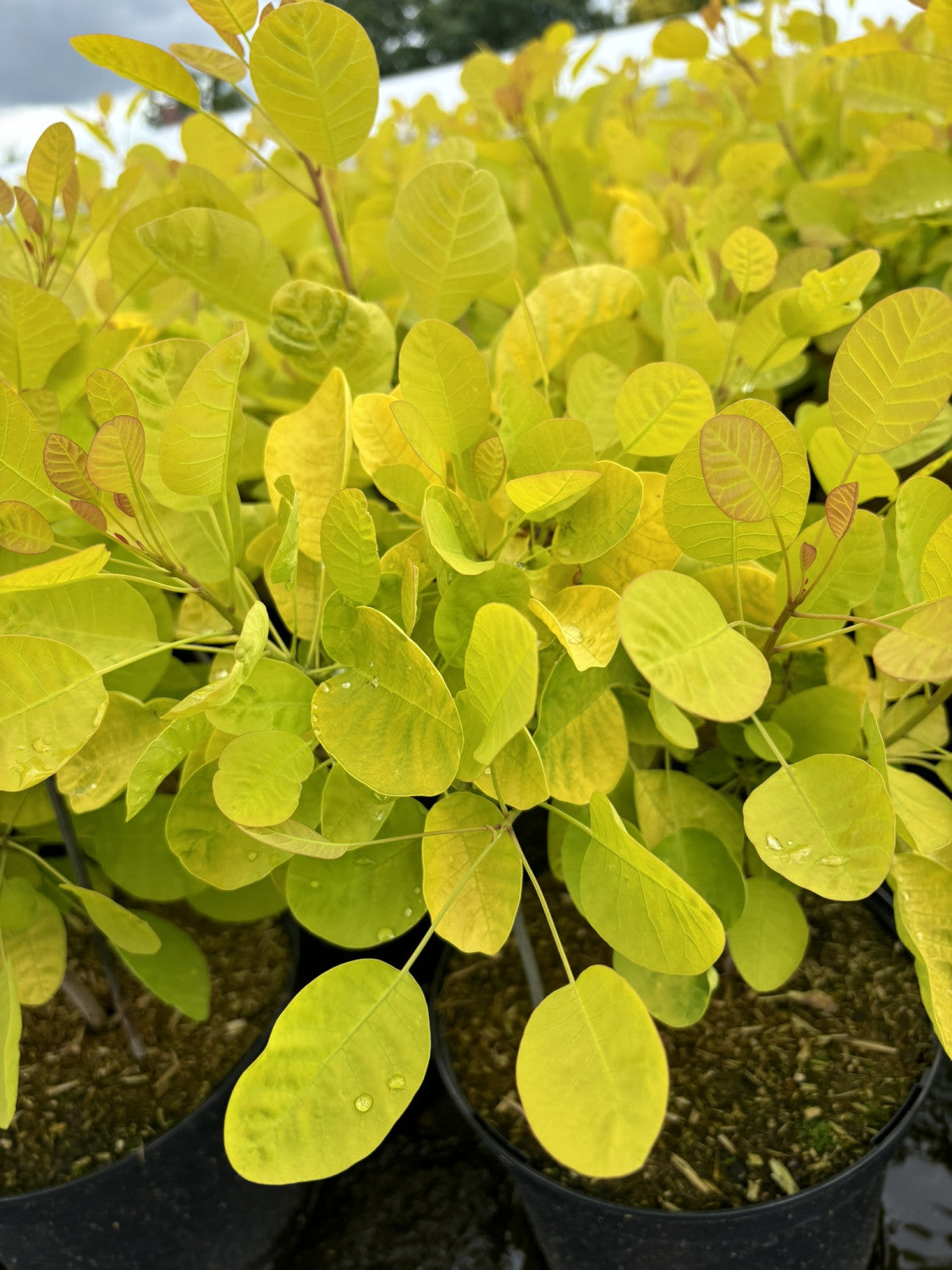 Cotinus coggygria 'Golden Spirit' , erhältlich von 40-60 bis 80-100 cm;;ab 33,80 Euro