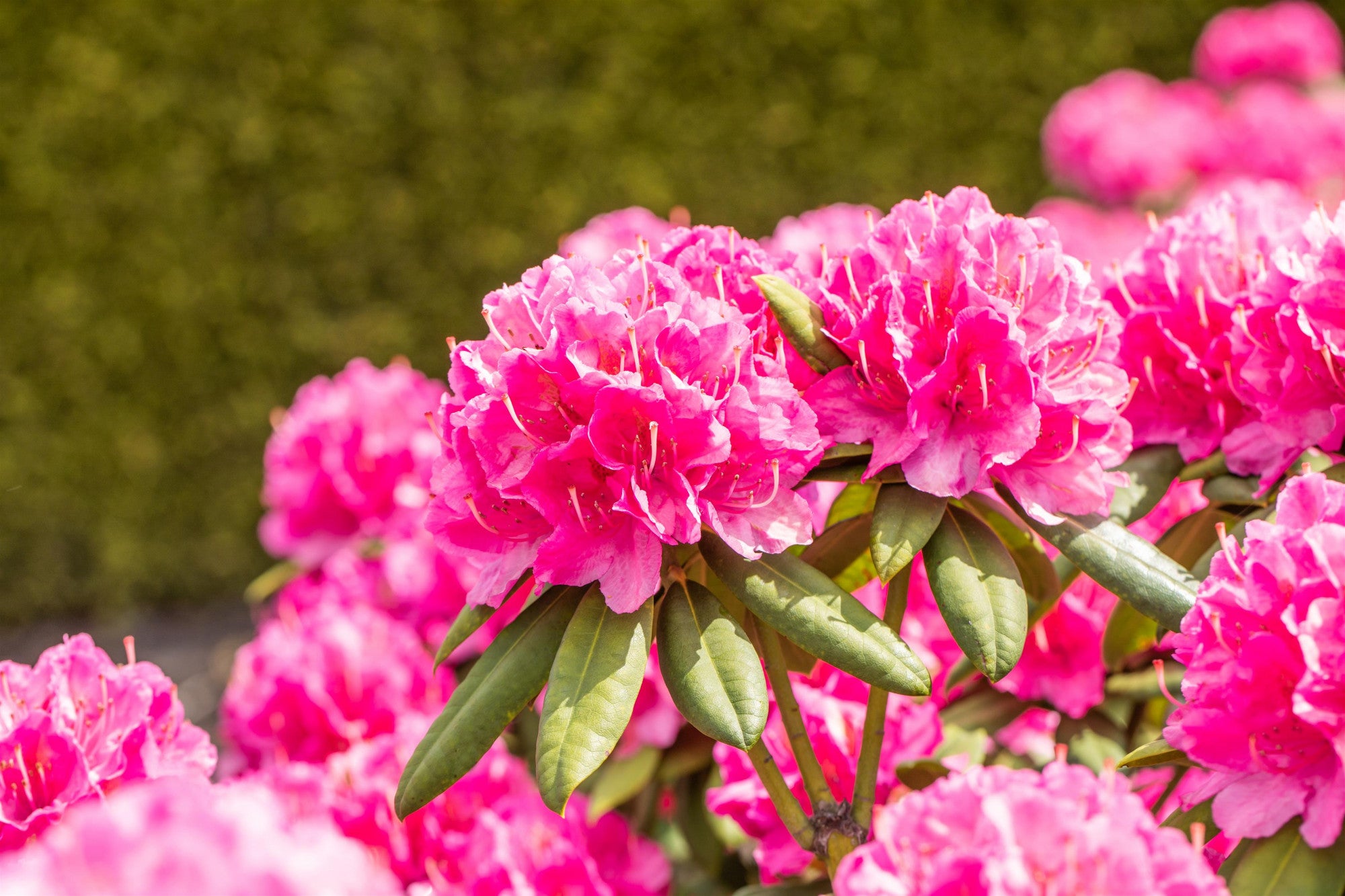 Rhododendron Hybr. 'Catharine van Tol' (Rhododendron-Hybride 'Catharine van Tol')