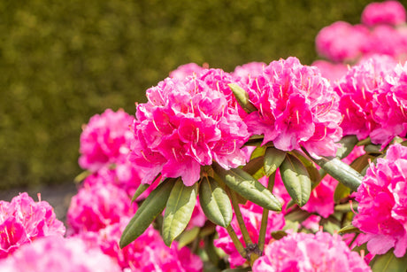 Rhododendron Hybr. 'Catharine van Tol' mit Blüte, erhältlich von 50-60 bis 80-90 cm; Einsatz: ;;ab 67,50 Euro