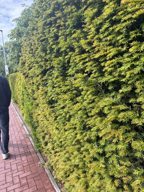 Taxus baccata; als Hecke; schnittfest, anspruchslos, dicht wachsend;;ab 2,14 Euro