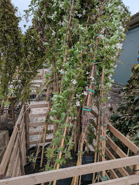 Clematis montana 'Rubens'; vorbereitet für Versand; schnellwüchsig; Einsatzmöglichkeit z.B. : Sichtschutz;;mit zeitnaher Lieferung