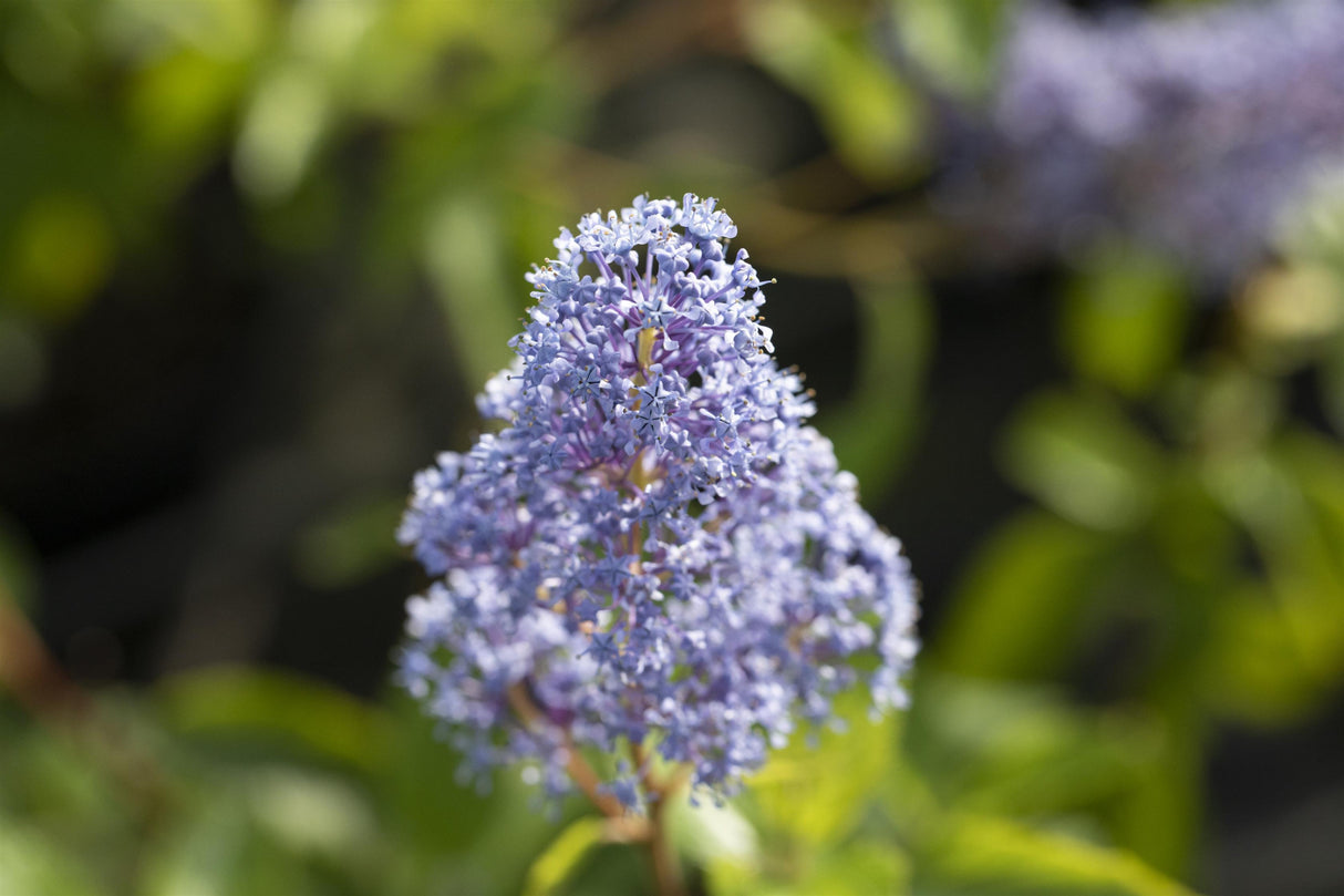 Ceanothus delilianus 'Gloire d. Versailles' , erhältlich von 40-60 bis 60-80 cm;;ab 15,90 Euro