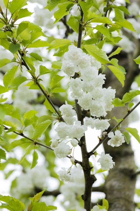 Prunus subhirtella 'Plena' mit Blüte, erhältlich von 60-100 bis 450-650 cm; Einsatz: ;;ab 33,80 Euro