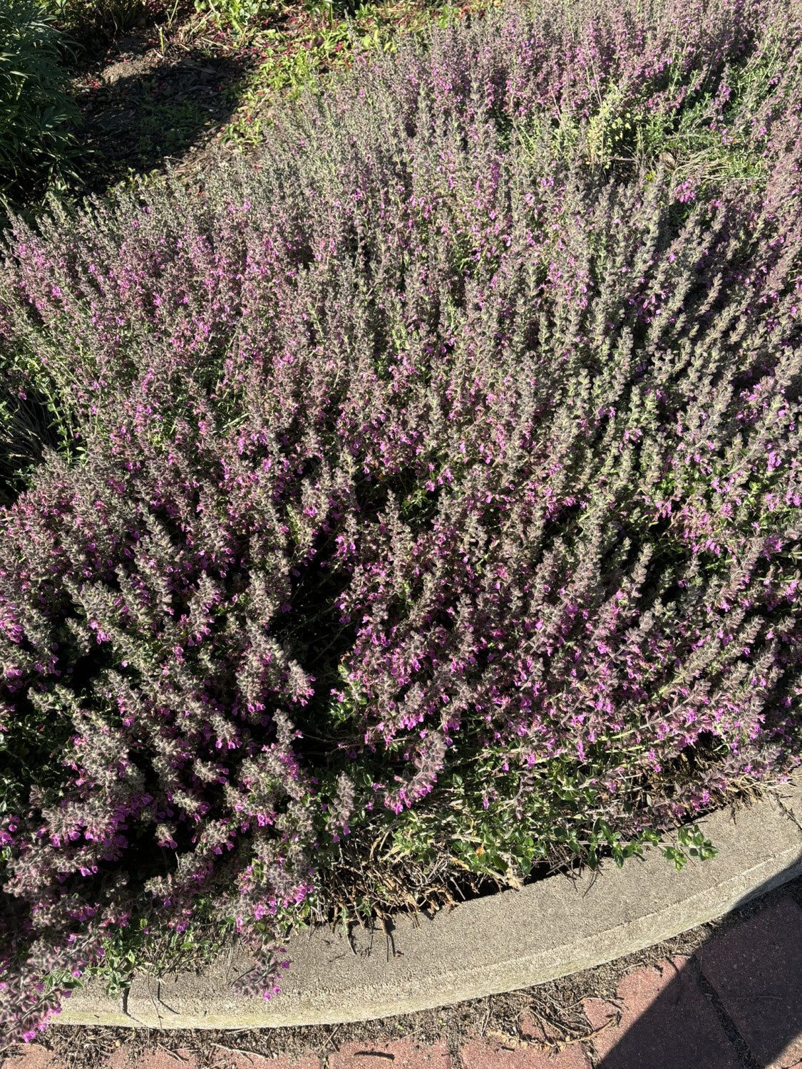 Teucrium x lucidrys, veg. als Pflanze im Beet; Einsatz: ;;ab 3,60 Euro