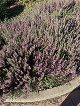 Teucrium x lucidrys, veg. als Pflanze im Beet; Einsatz: ;;ab 3,60 Euro