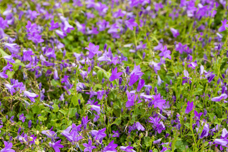 Campanula portenschlagiana 'Birch' mit Blüte; Einsatz: ;;ab 3,70 Euro