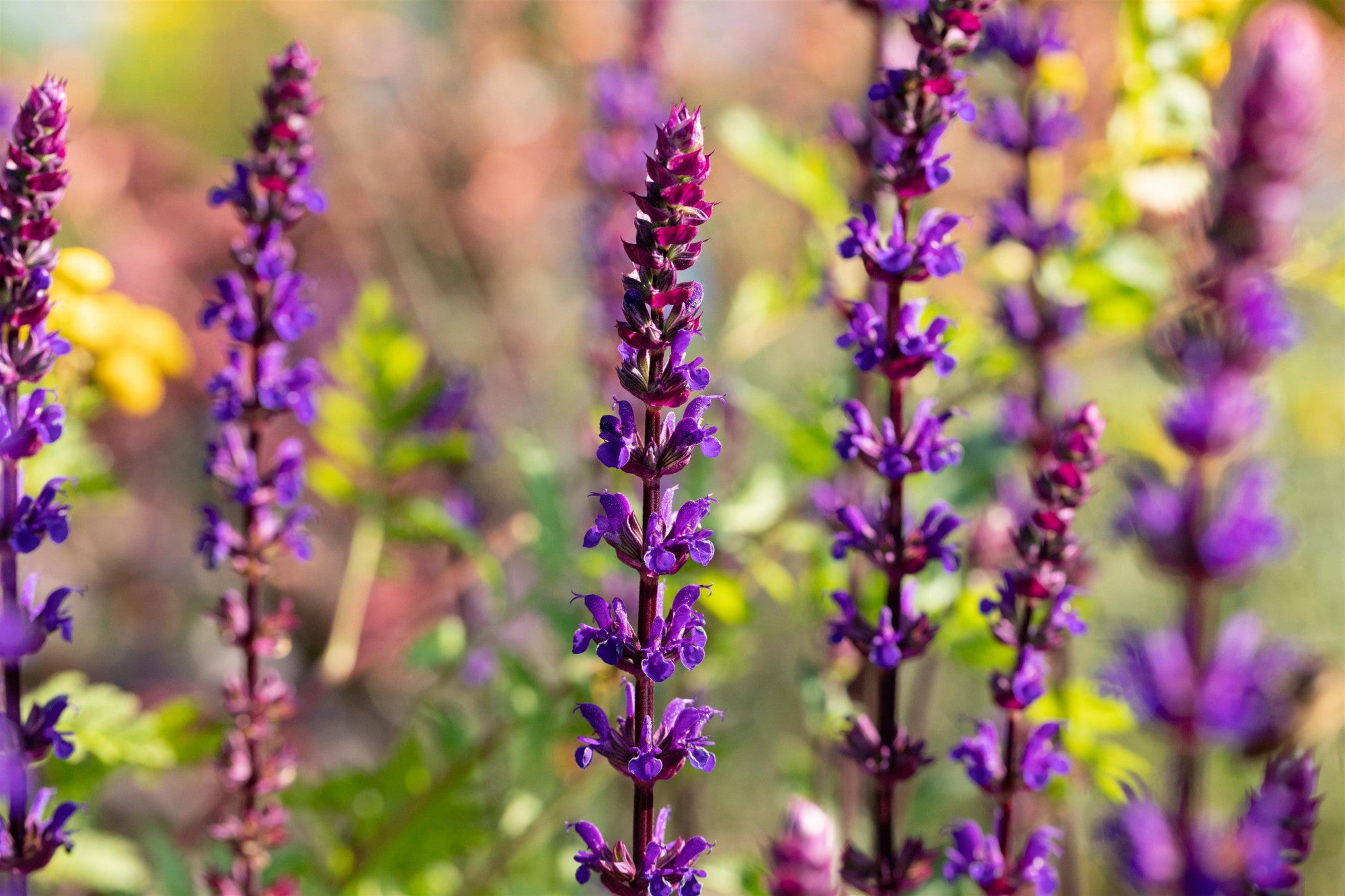 Salvia nemorosa 'Caradonna' (Garten-Blüten-Salbei)