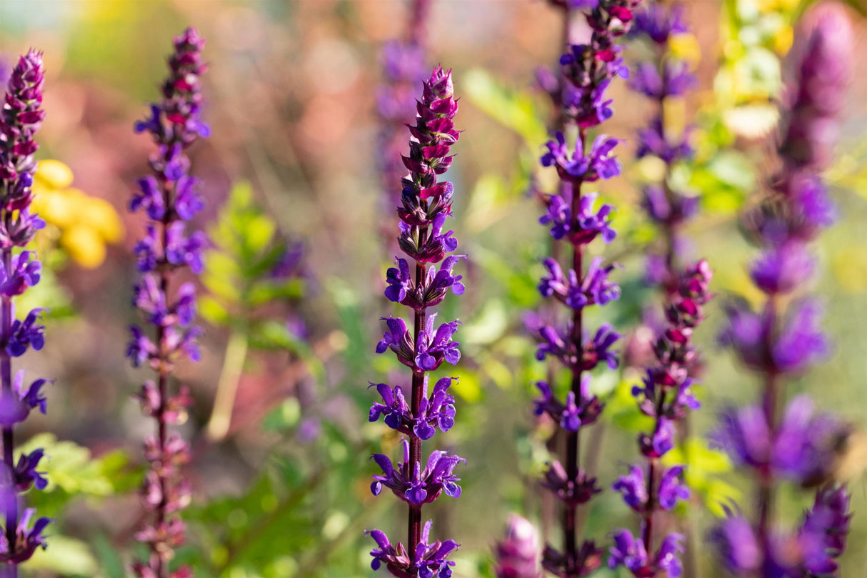Salvia nemorosa 'Caradonna' mit Blüte; Einsatz: ;;ab 3,65 Euro