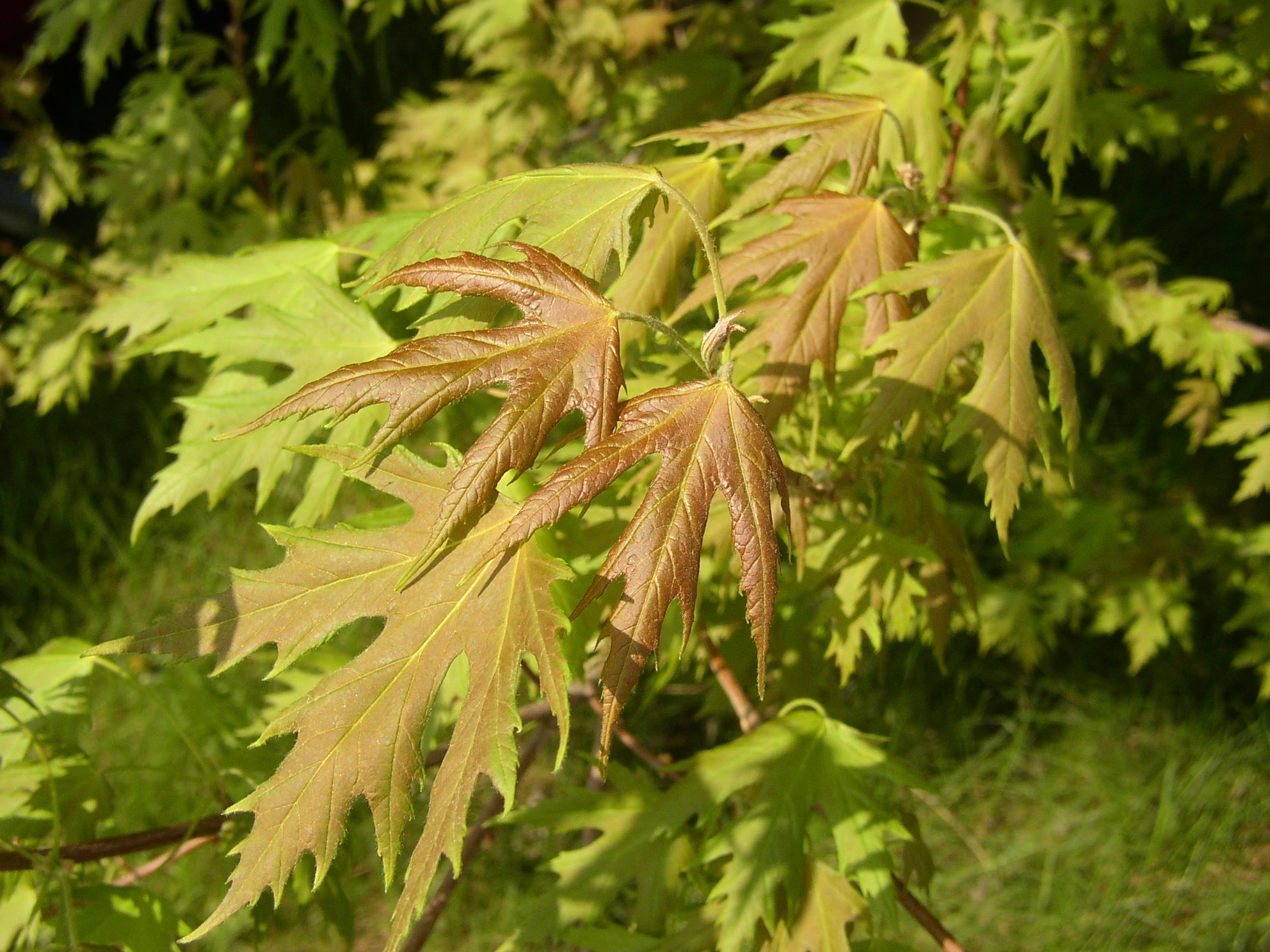 Acer saccharinum (Silberahorn)