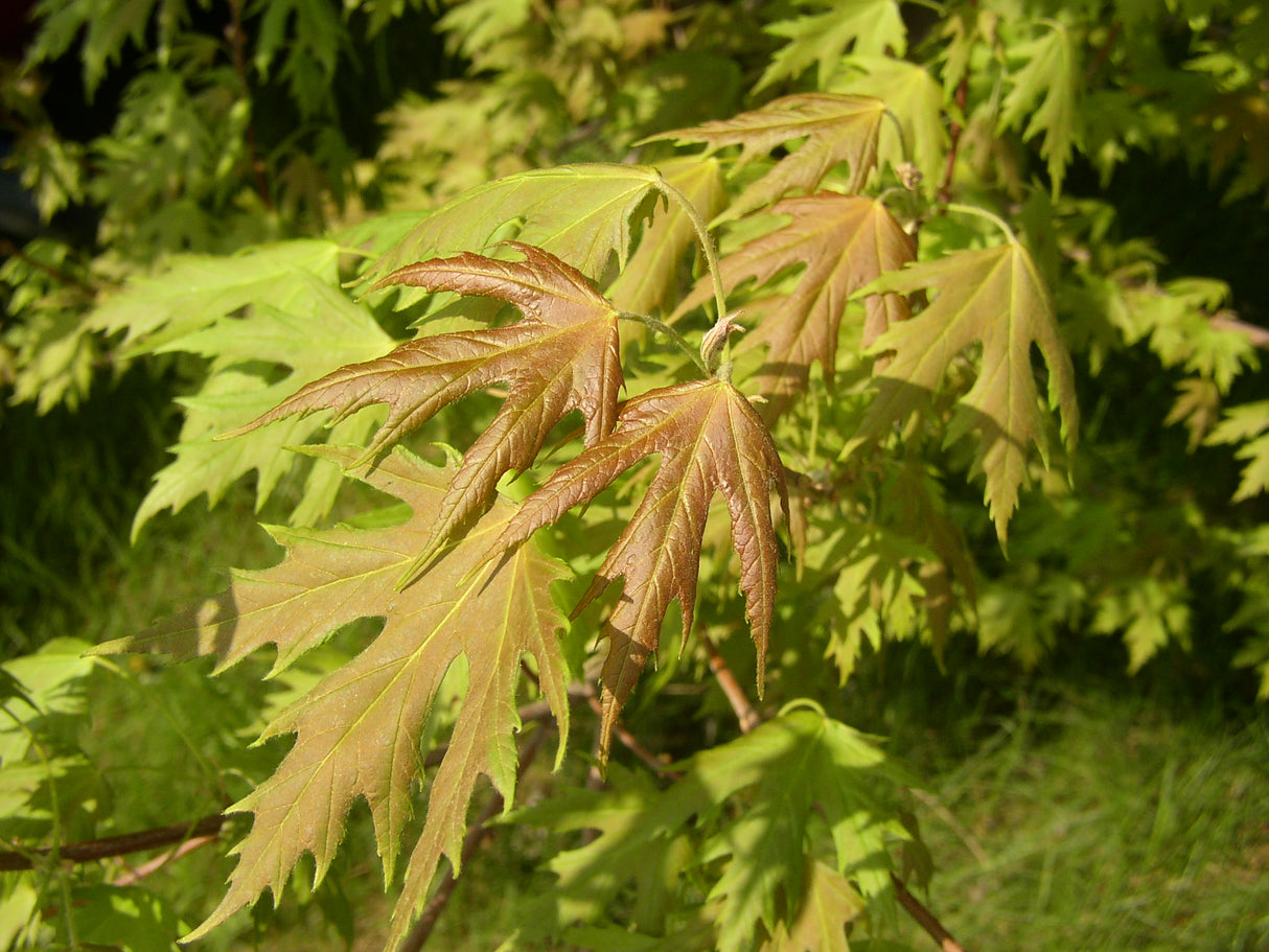 Acer saccharinum mit Sommerbelaubung, erhältlich von 150-200 bis 450-650 cm; Einsatz: ;;ab 163,00 Euro