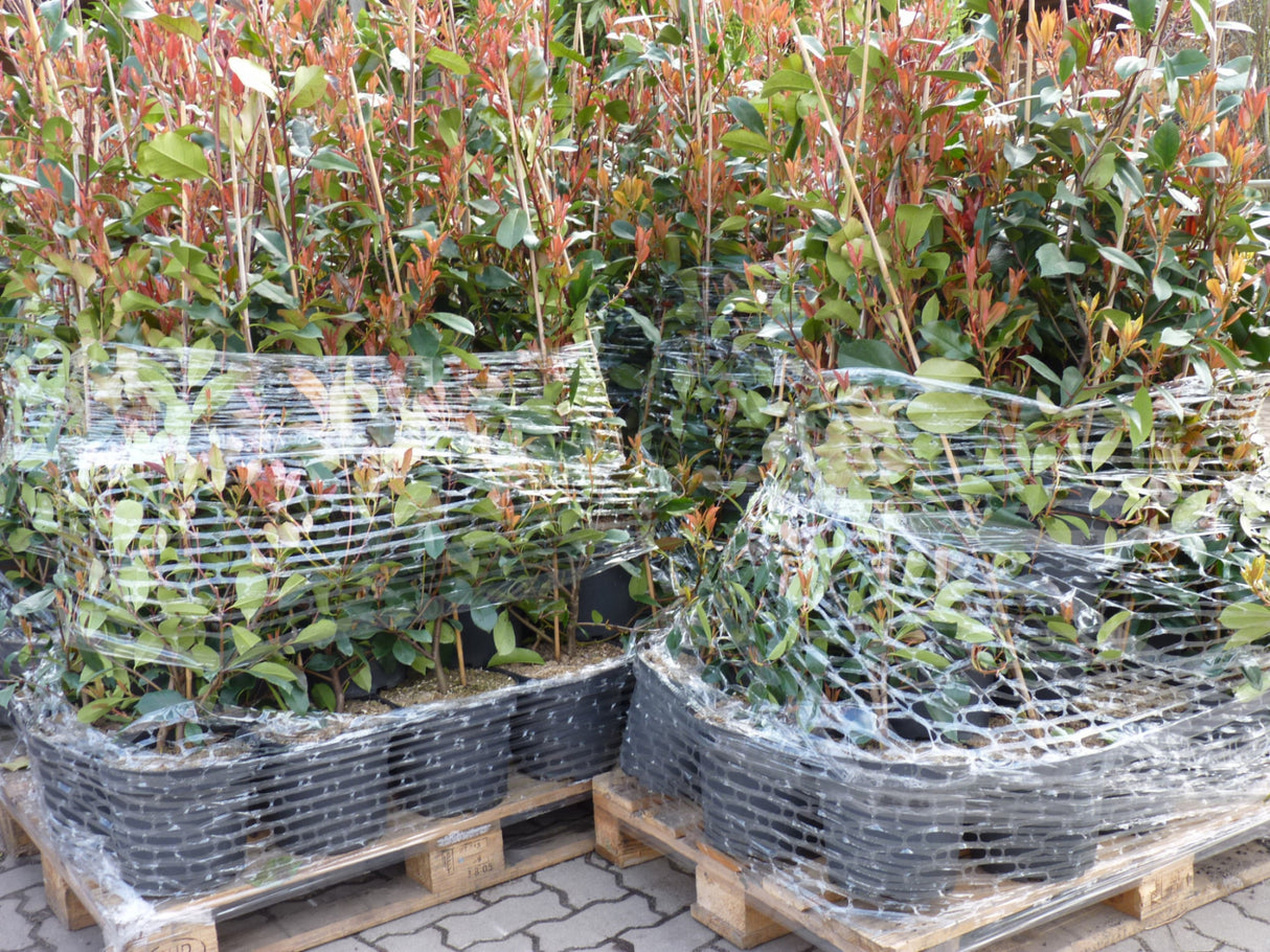 Photinia fraseri 'Red Robin' Versand; Einsatz: farbenfroh;;ab 17,00 Euro