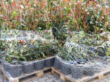 Photinia fraseri 'Red Robin' Versand; Einsatz: farbenfroh;;ab 17,00 Euro