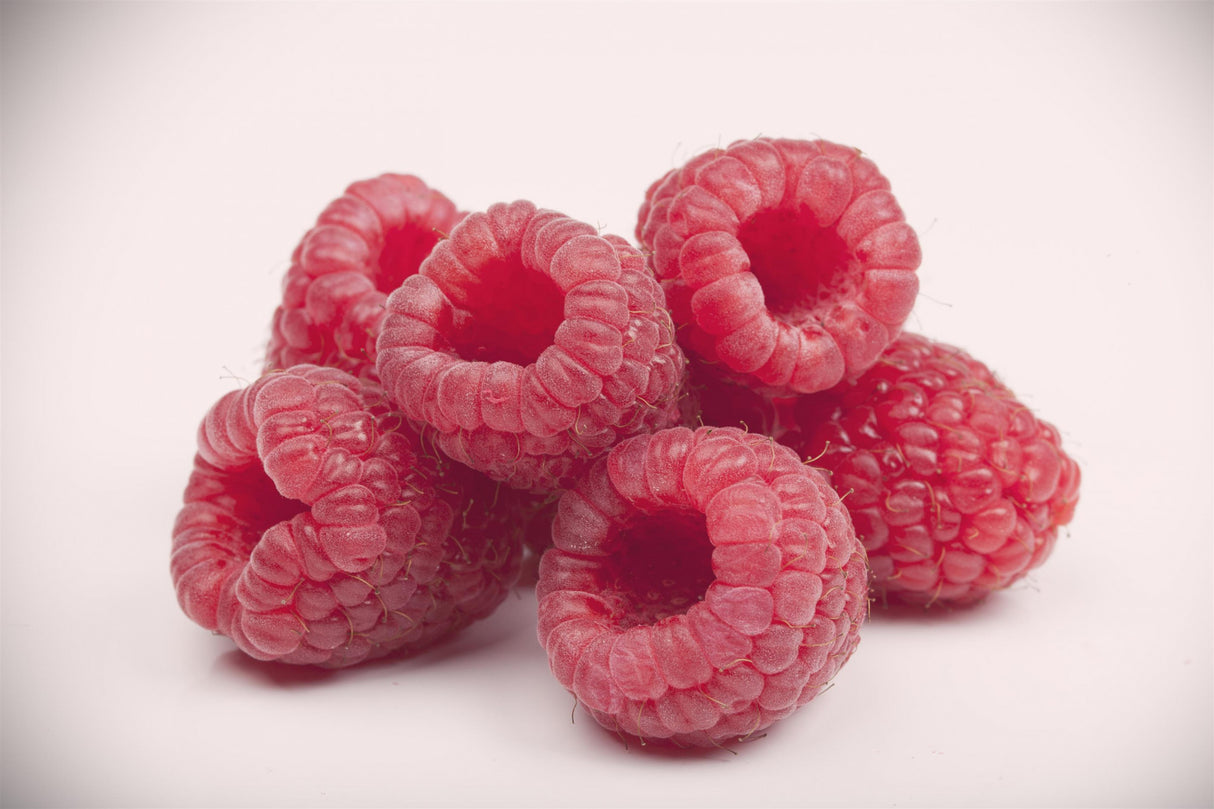 Rubus id. 'Himboqueen' mit Früchten ;;ab 20,40 Euro