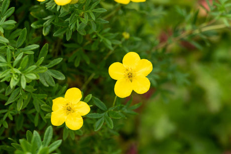 Potentilla 'Goldfinger' , erhältlich von 20-30 bis 40-60 cm;;ab 4,10 Euro