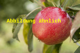 Genaues Foto für Malus 'Julia' folgt; dieses ähnliche Bild dient der Illustration von Apfel 'Julia'