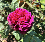 Edelrose 'Gräfin Diana'; hier mit Blüte; blütenreich; Einsatzmöglichkeit z.B. : Beete; erhältlich als: Stämmchen, Rose in A-Qualität;;hier kaufen