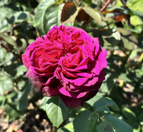 Edelrose 'Gräfin Diana'; hier mit Blüte; blütenreich; Einsatzmöglichkeit z.B. : Beete; erhältlich als: Stämmchen, Rose in A-Qualität;;hier kaufen