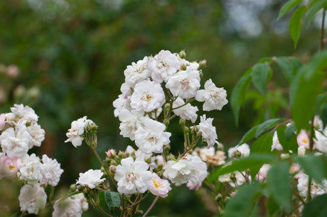 Kletterrose 'Paul's Himalay. Musk Rambler' mit Blüte; Einsatz: Rankgerüst, duftend;;hier kaufen