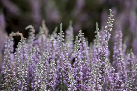 Calluna vulgaris 'Silver Knight' , erhältlich von 10-15 bis 10-15 cm;;ab 2,31 Euro