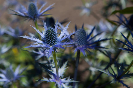 Eryngium bourgatii , ;;ab 5,43 Euro