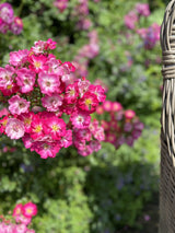 Rosa 'Lupo' Z; hier mit Blüte; winterhart; Einsatzmöglichkeit z.B. : Kübel; verfügbar in 3 Größen und Varianten;;ab 11,10 Euro